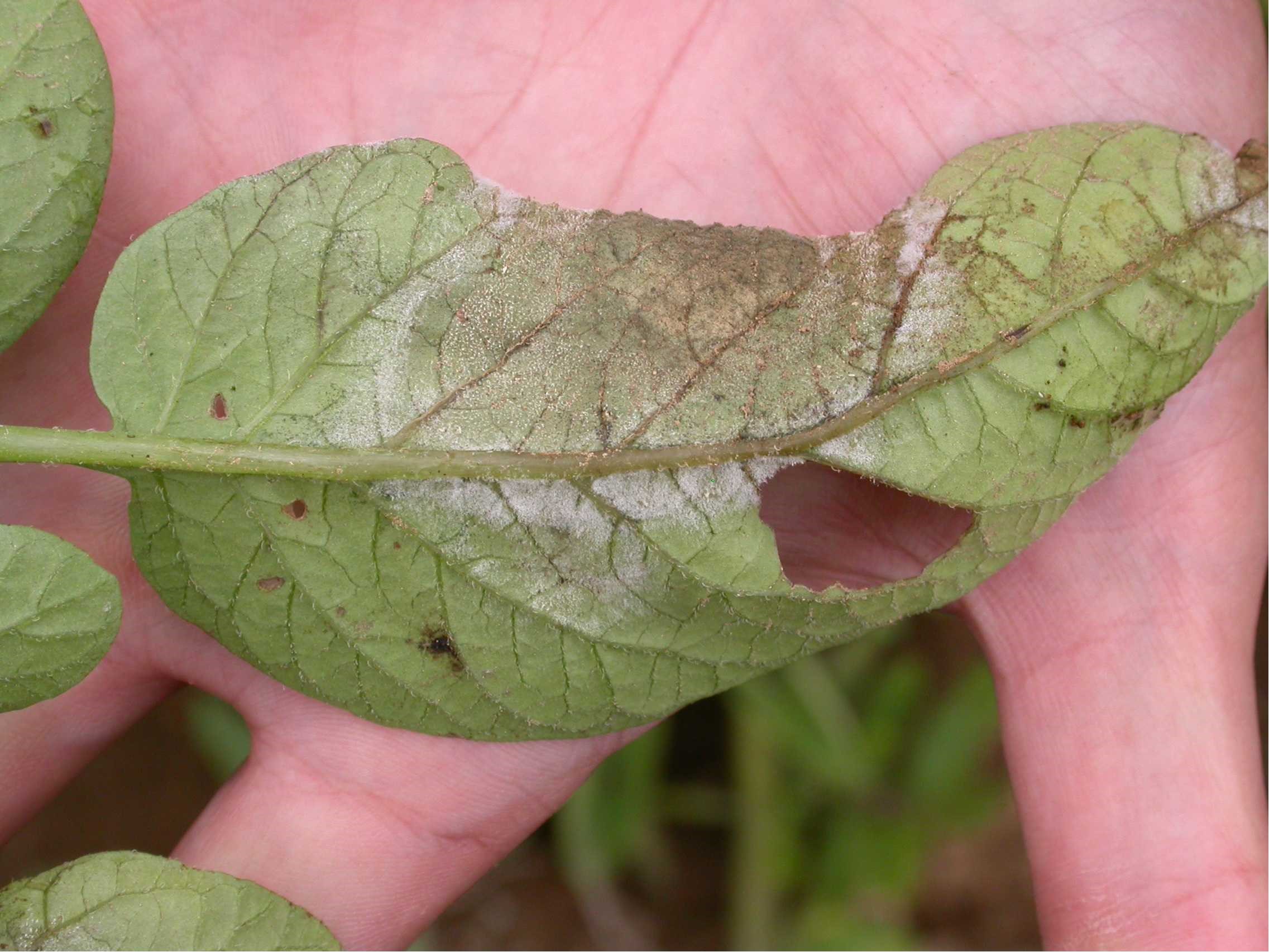 a person holding a leaf